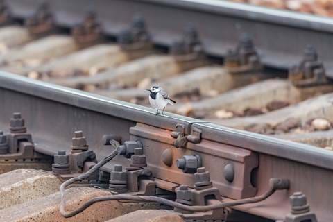 The Rail Consortium The Unseen Future Of Rail (Network Rail, HS2, IRO, RDG)