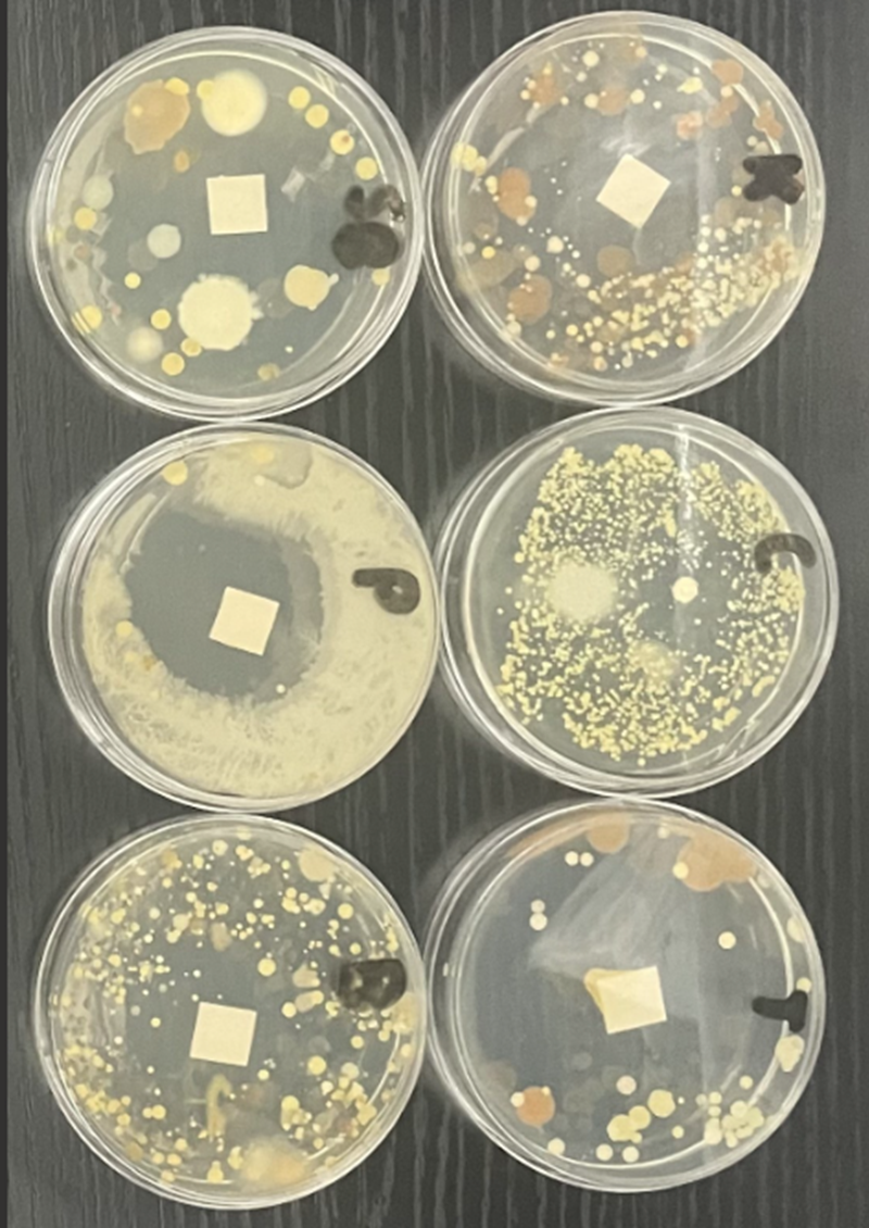 378 Investigating Antimicrobial