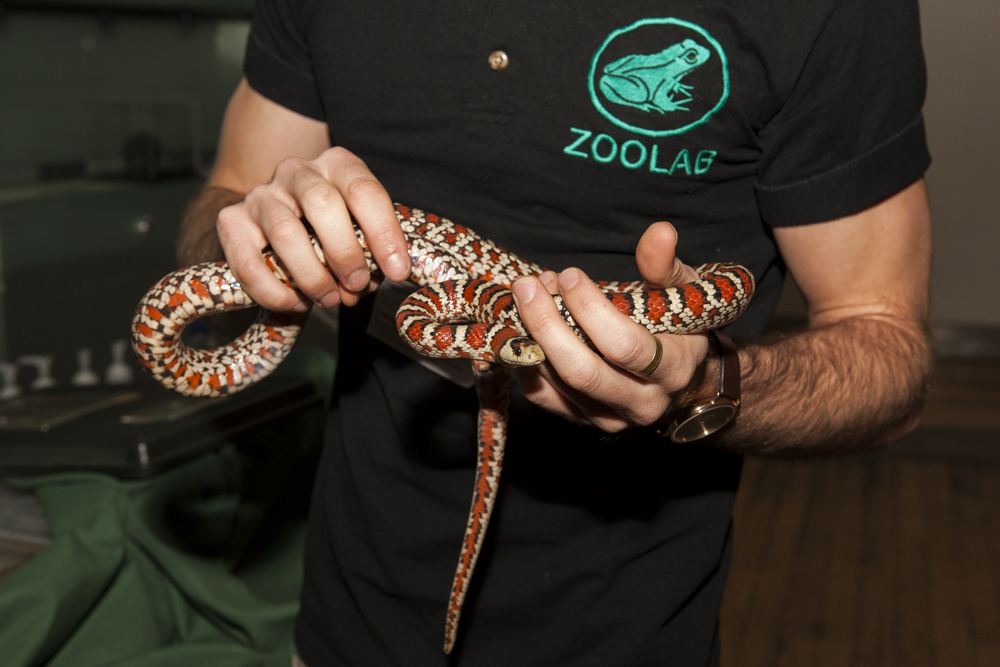 [Please Upload An Image Of Your Activity.] William Snakespeare