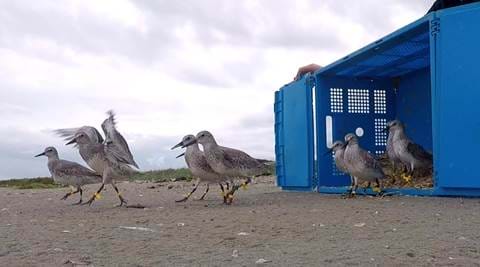 Association For The Study Of Animal Behaviour (Aileen And The Red Knots)